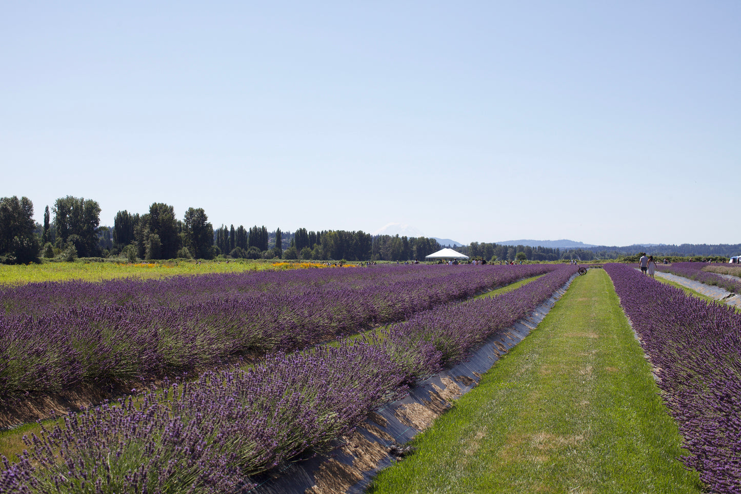 Rainier Lavender Bar Soap