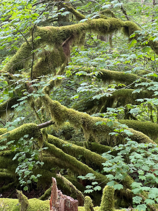 Olympic Forest Soap in Foaming Bag