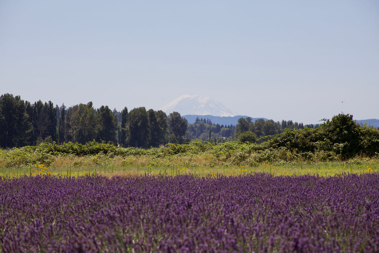 Rainier Lavender Soap in Foaming Bag